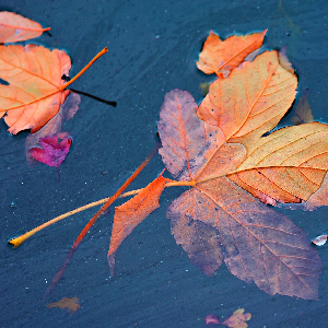 autumn-leaf-3876213_1920 Loslaten - Zero-point