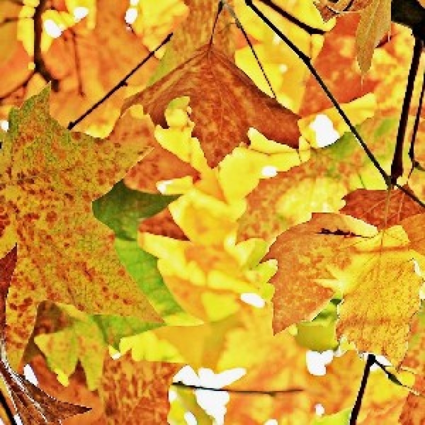 Geertje_herfst Upcoming events - Zero-point